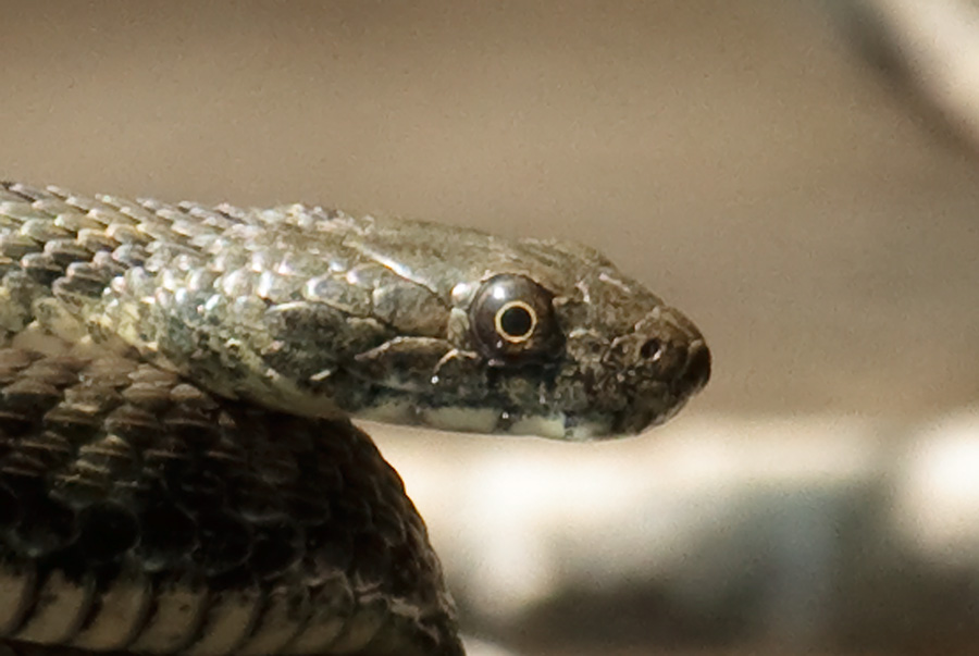 Natrix tessellata ?